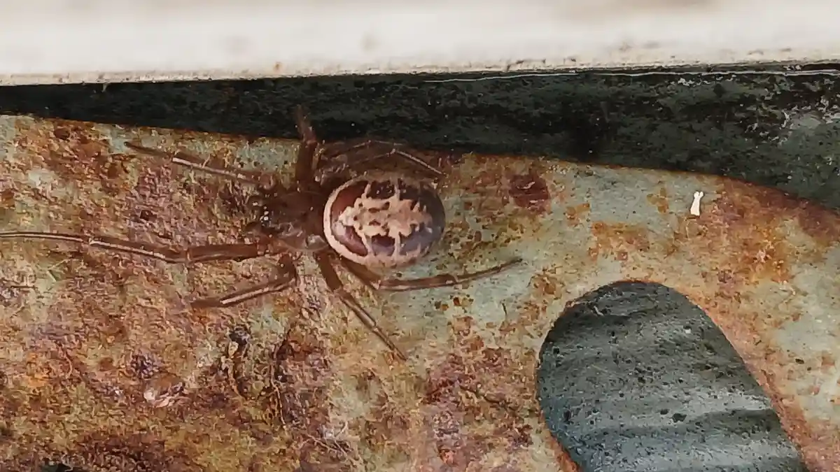 A close-up photo shows a brown spider with a patterned abdomen resting on a rusty, textured metal surface near a dark…