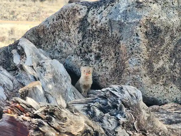 A small, furry mongoose with large eyes and a pink nose peeks out from behind a large, porous volcanic rock and weathered…