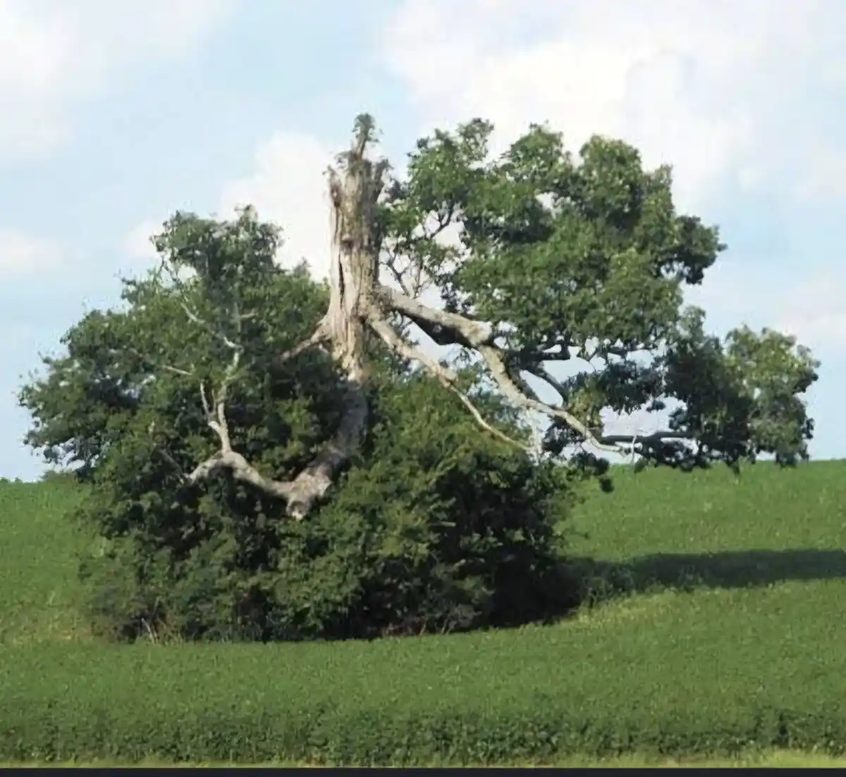 A large, gnarled tree with a thick, twisted trunk and sprawling branches stands in a green field under a partly cloudy sky…