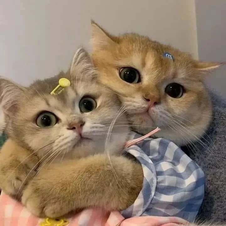 Two fluffy cats with large, expressive eyes are snuggled together, one wearing a blue hair clip and the other a yellow one…