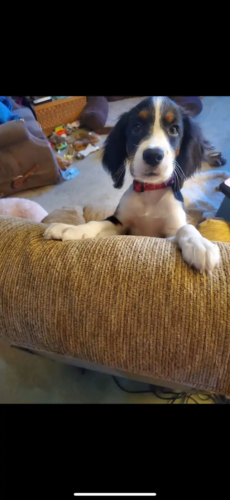 A young tricolor puppy with floppy ears and a red collar sits on a textured brown couch, looking directly at the camera with…