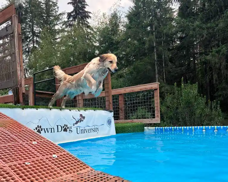 A golden retriever leaps mid-air from a ramp toward a blue pool, with a white banner behind it reading 'own Dog University'…