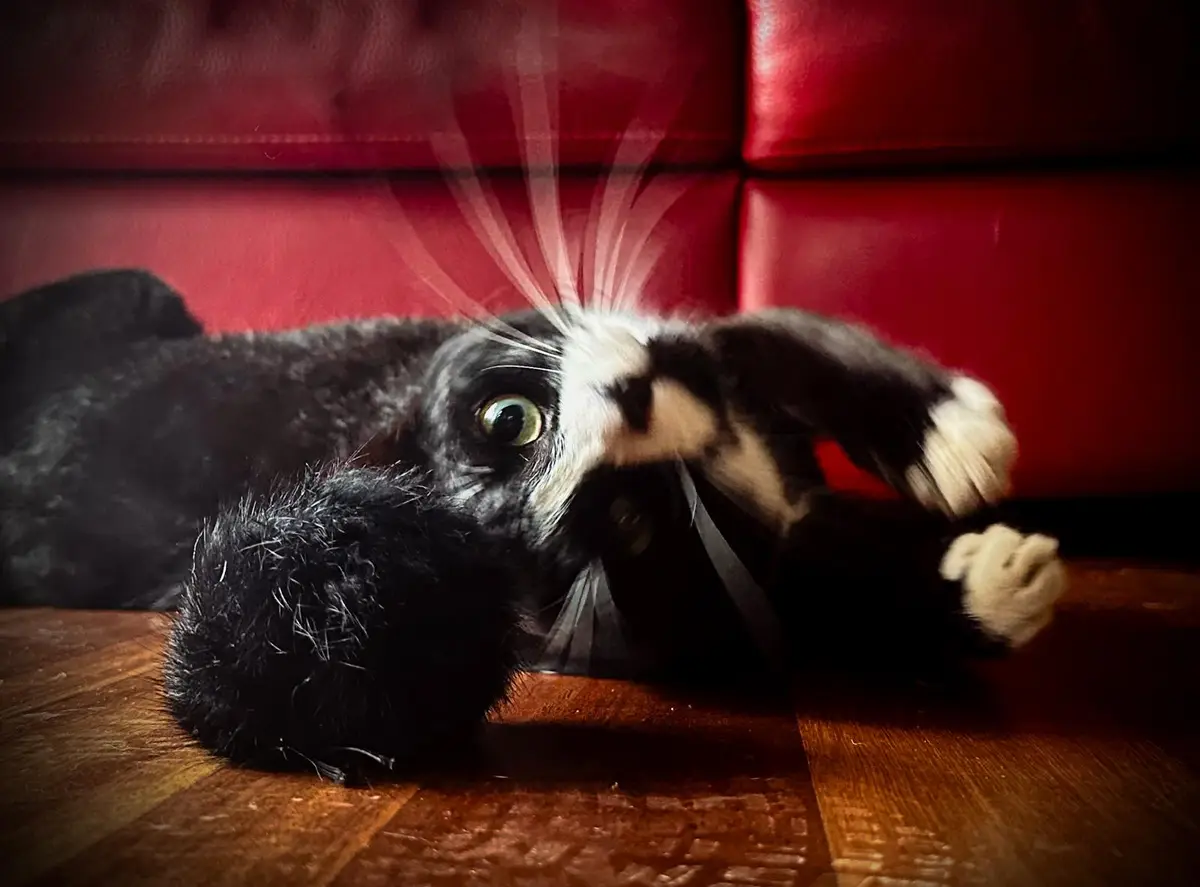 A black-and-white cat is lying on a wooden floor in front of a red leather couch, its body blurred with motion as it…