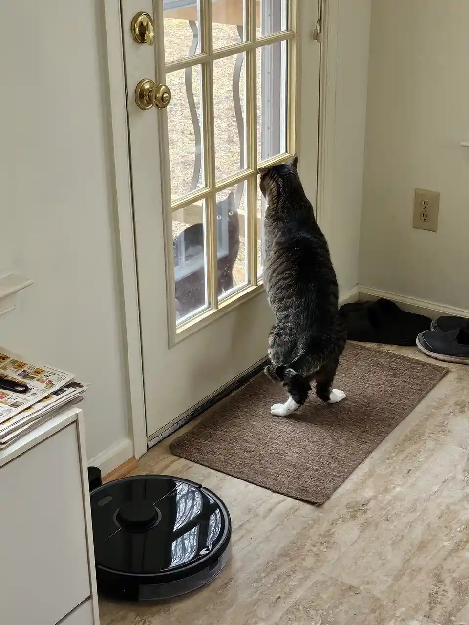 A tabby cat with white paws stands on its hind legs on a brown doormat, intently staring out a glass-paneled door. Outside…