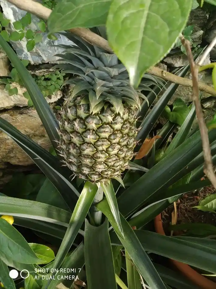 A close-up photo of a green, unripe pineapple growing on a plant with long, spiky leaves, surrounded by other foliage and a…