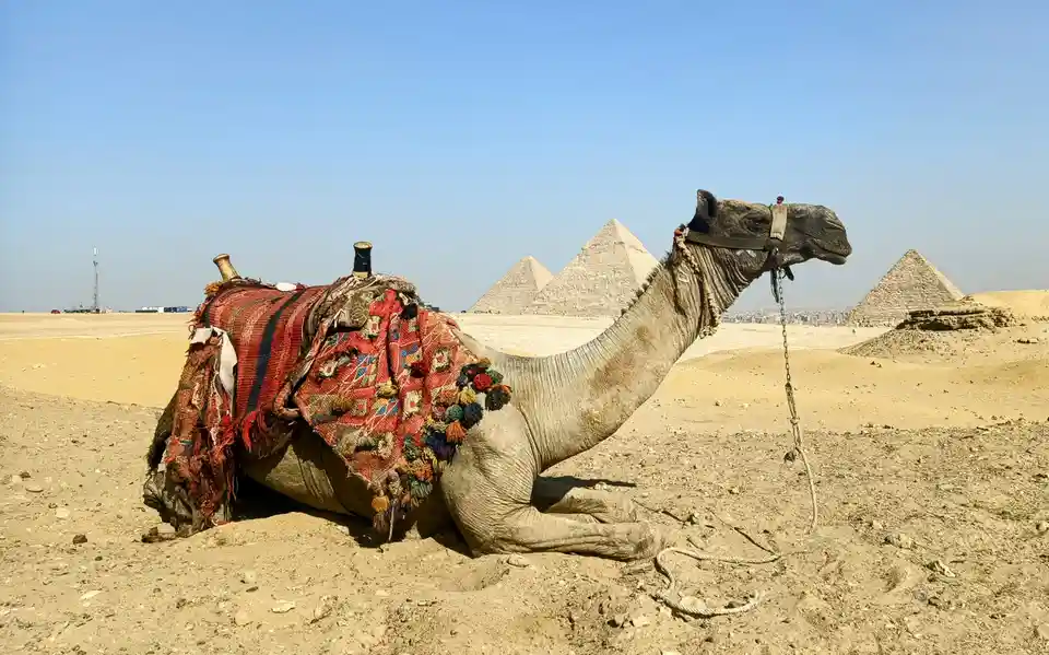 A camel wearing a colorful, tasseled saddle blanket lies resting on sandy desert ground with the pyramids of Giza visible in…