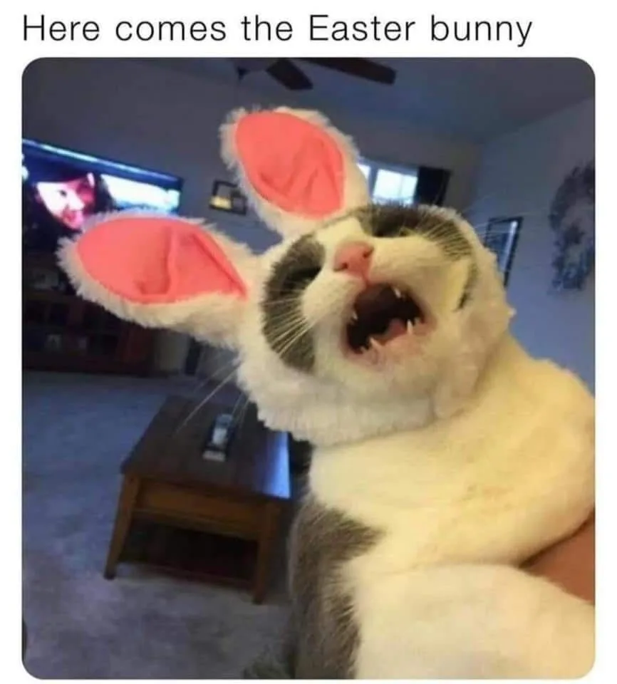 A close-up photo shows a white and gray cat wearing a fluffy white bunny costume with large pink ears, its mouth wide open…