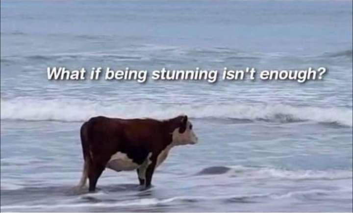 A brown and white cow stands in shallow ocean water with waves lapping around its legs. White text overlaid on the image…