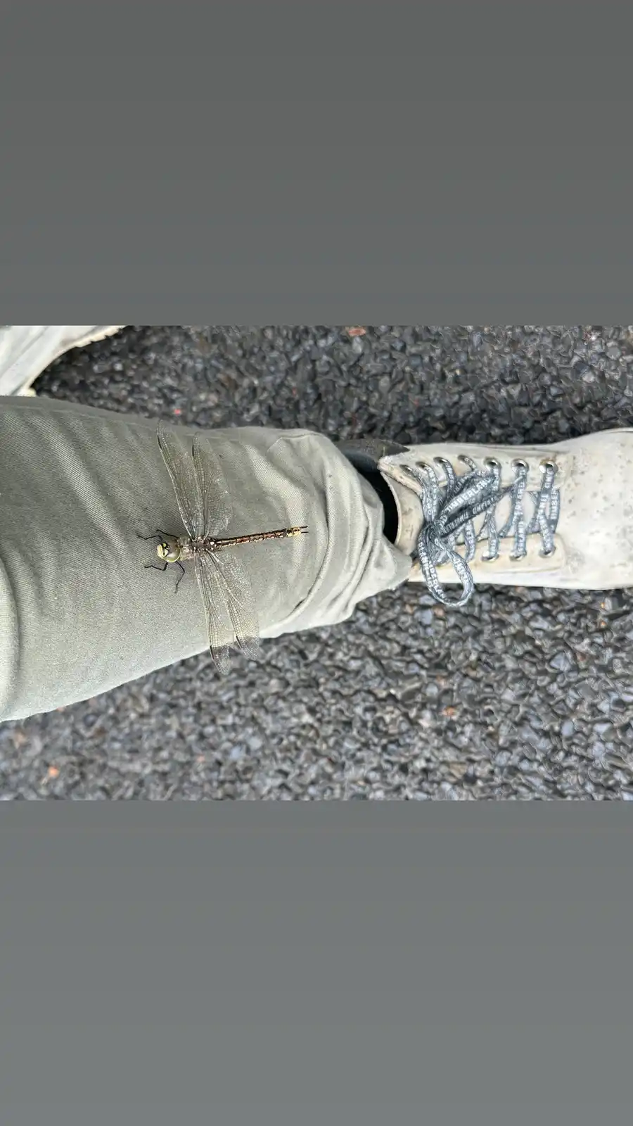 Meet the Enigmatic Timberland Dragonfly