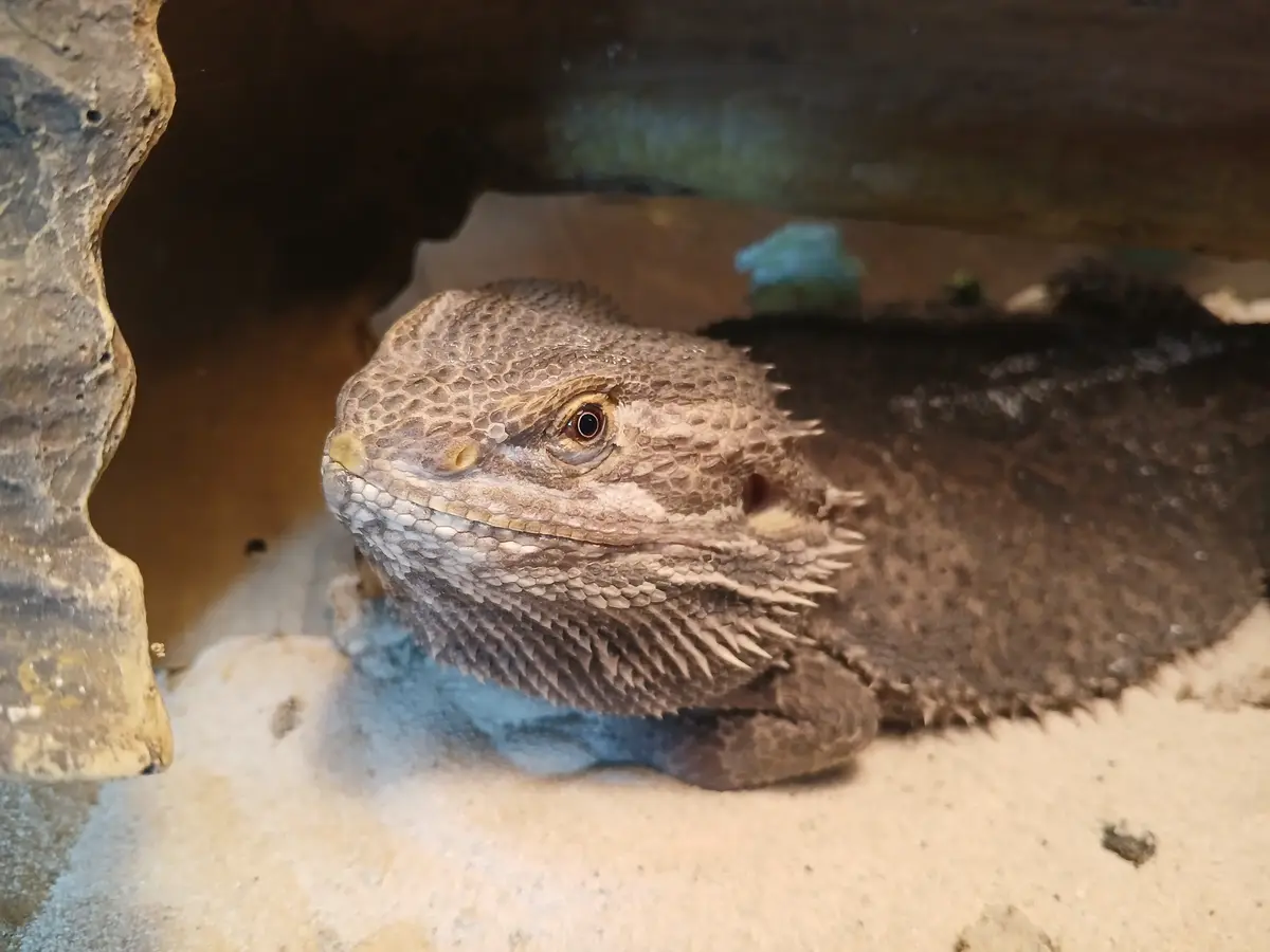 A close-up photo of a bearded dragon lizard resting in a sandy enclosure under a rock, looking calm and slightly sleepy. The…