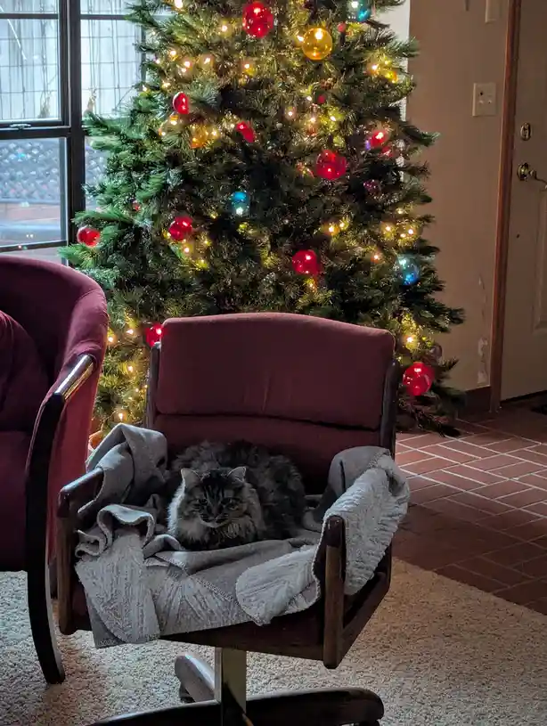 A fluffy gray and white cat is curled up asleep in a maroon armchair draped with a gray blanket, positioned directly in…