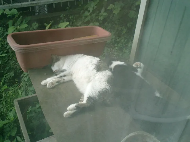 A white and black cat is sleeping soundly on a wooden surface, likely a porch or deck, with a brown plastic planter behind…