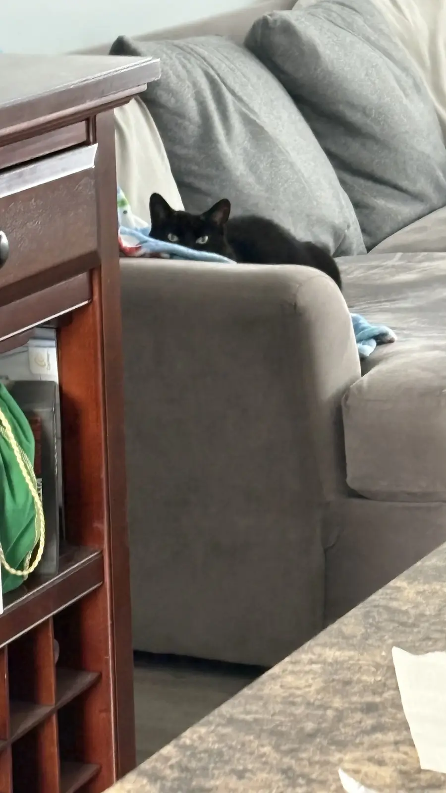A black cat with bright eyes is peeking out from behind the armrest of a gray couch, partially hidden by a blue blanket. The…