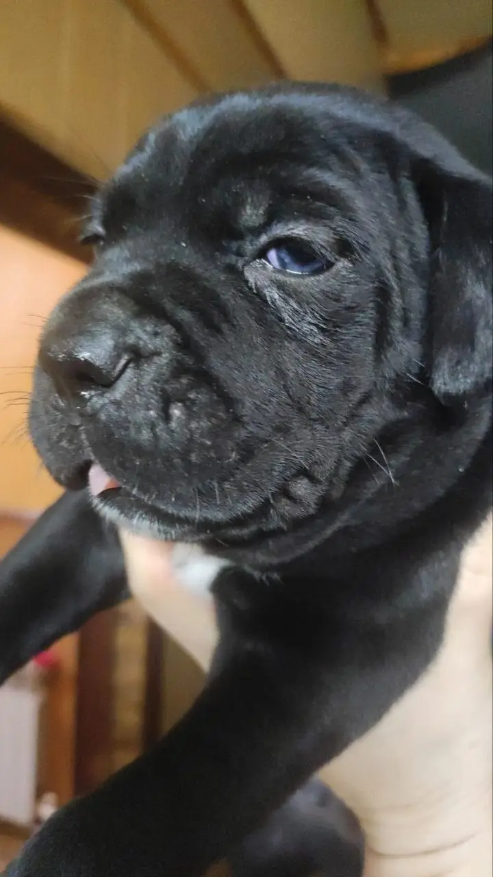 This Dog's Love for Weed is Unmatched