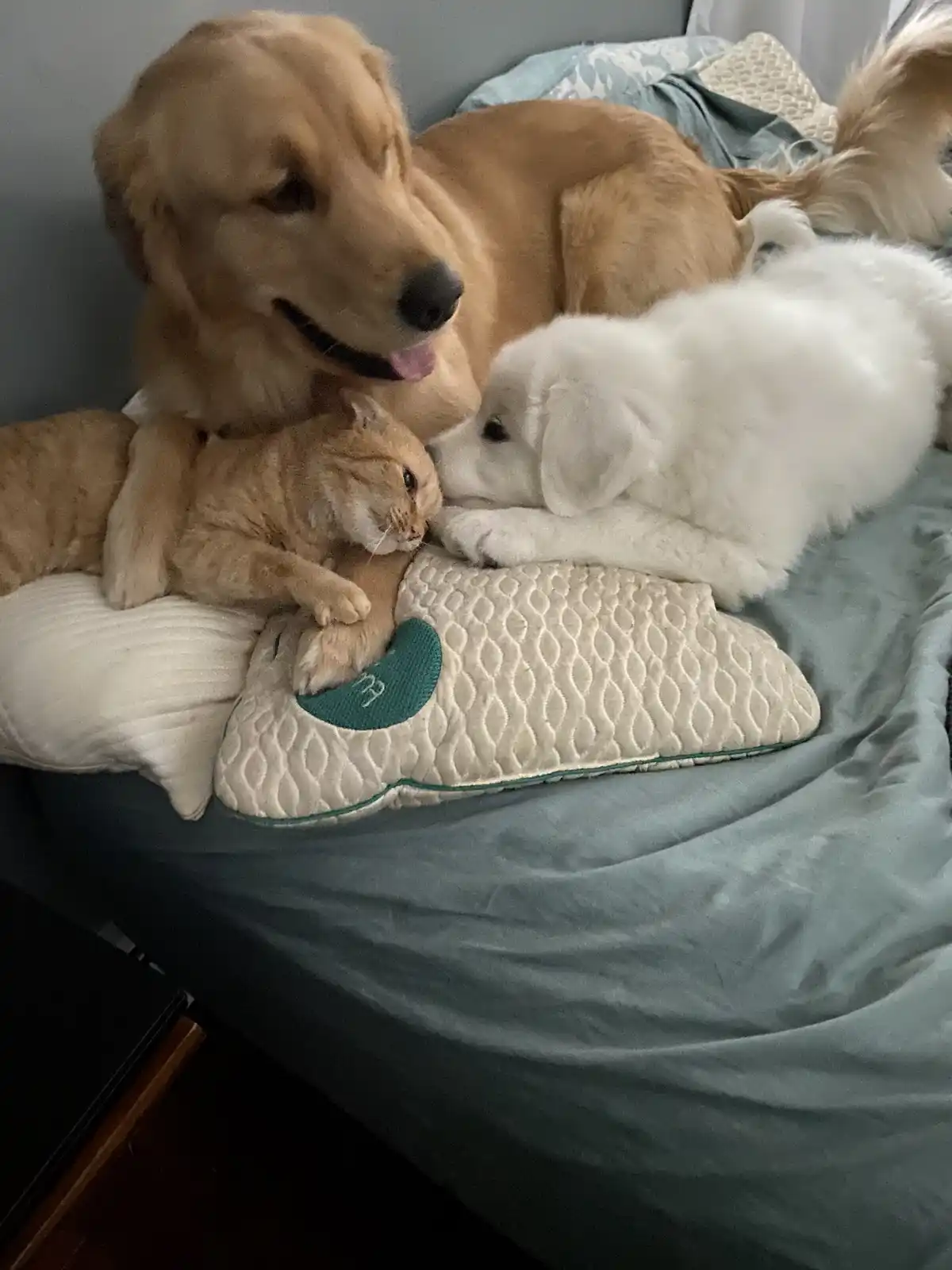 A golden retriever and a white puppy are cuddling an orange tabby cat on a bed, with the cat looking annoyed. The text…