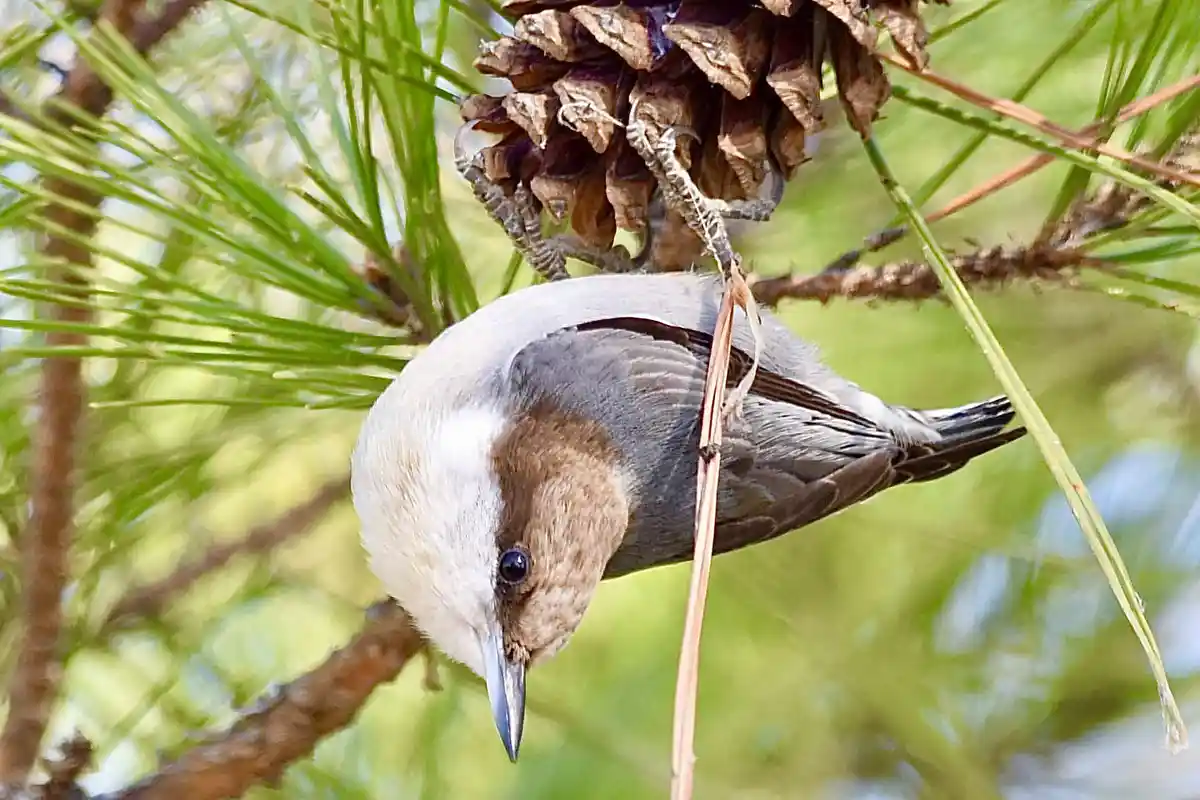 Pinecones: A Favorite Treat for Birds