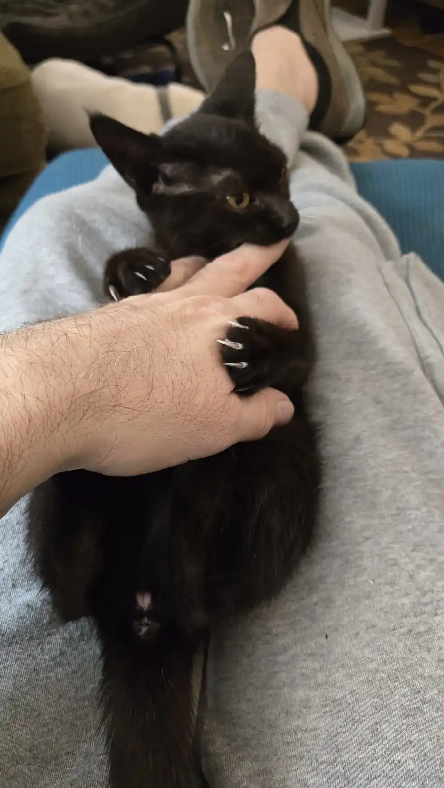 A small black kitten with visible claws is being held by a person's hand while resting on their lap. The kitten is looking…