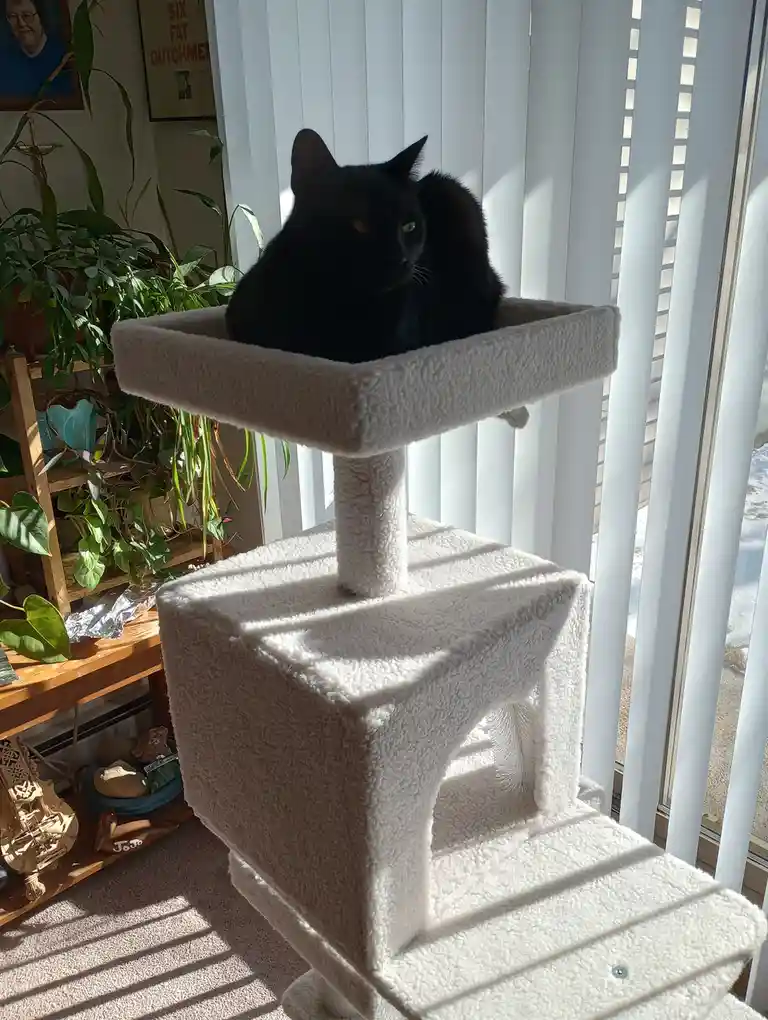 A black cat sits atop the highest platform of a white, multi-level cat tree positioned near vertical blinds. Sunlight…