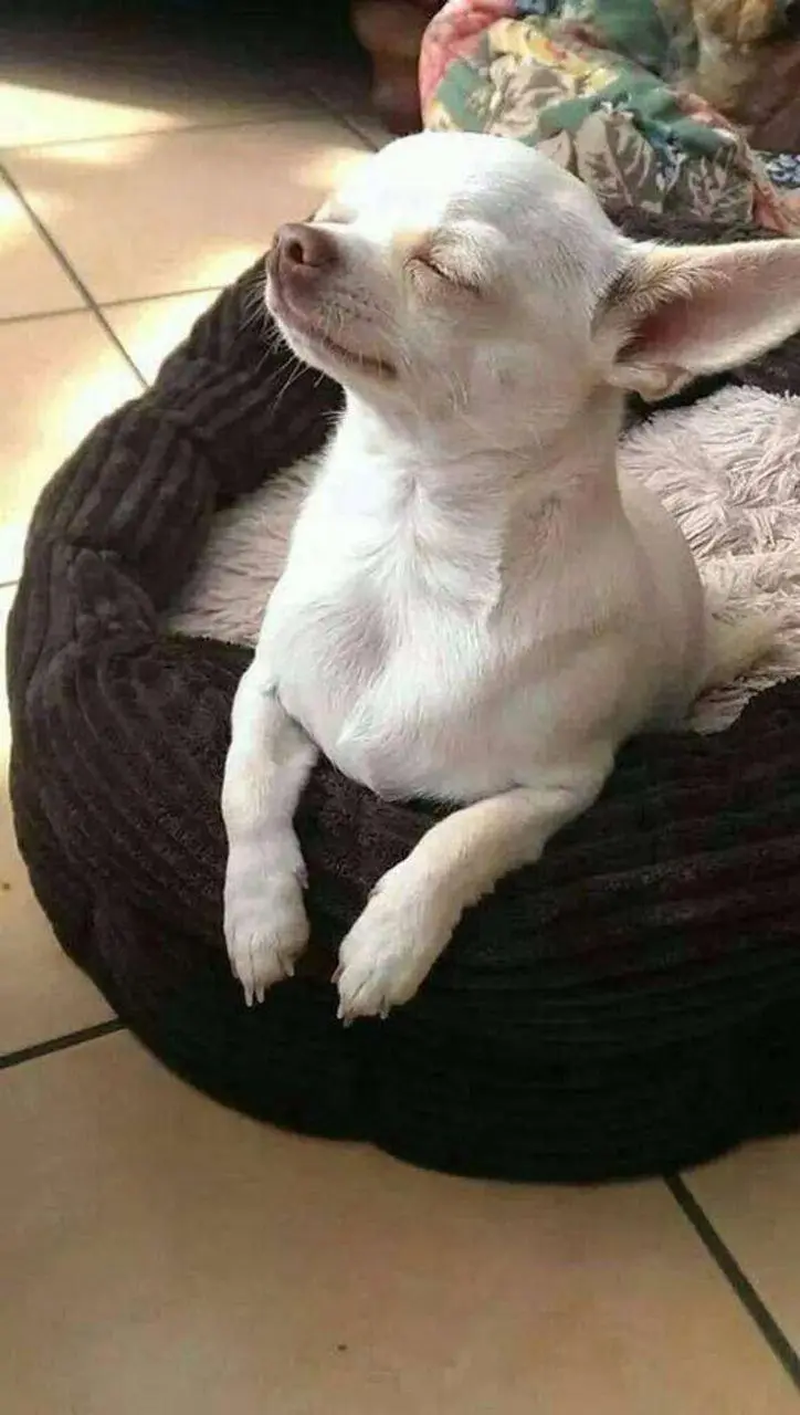 A small white chihuahua is lying in a dark brown, textured pet bed on a tiled floor, eyes closed and head tilted back with a…