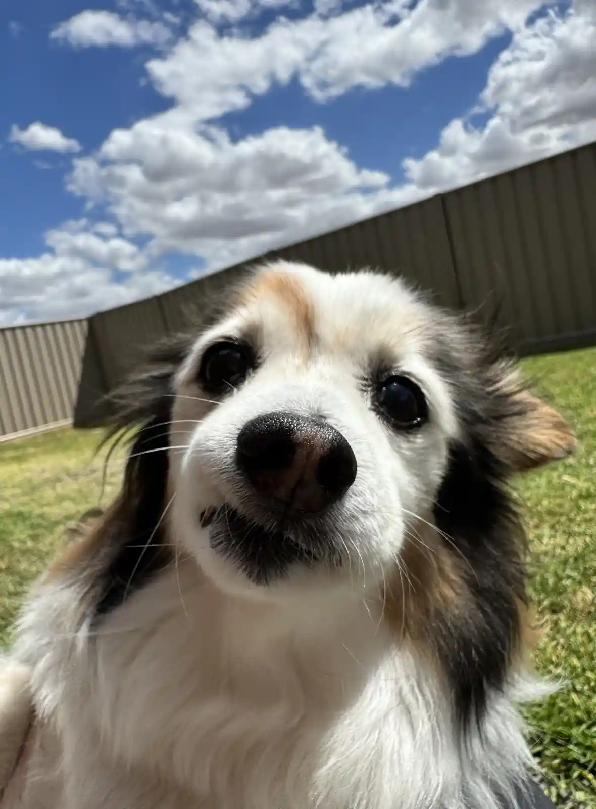 A close-up photo of a fluffy, long-haired dog with white, black, and tan fur looking directly at the camera with wide…