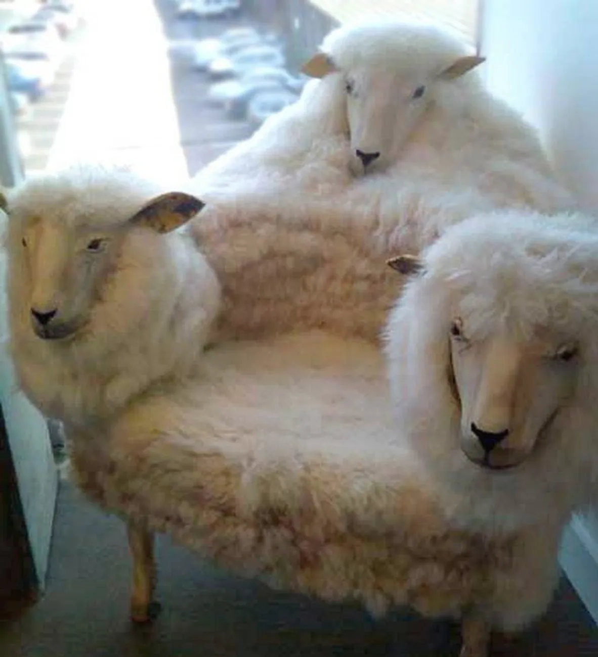 Three sheep are arranged to form a sofa, with two serving as armrests and one as the backrest, all looking directly at the…