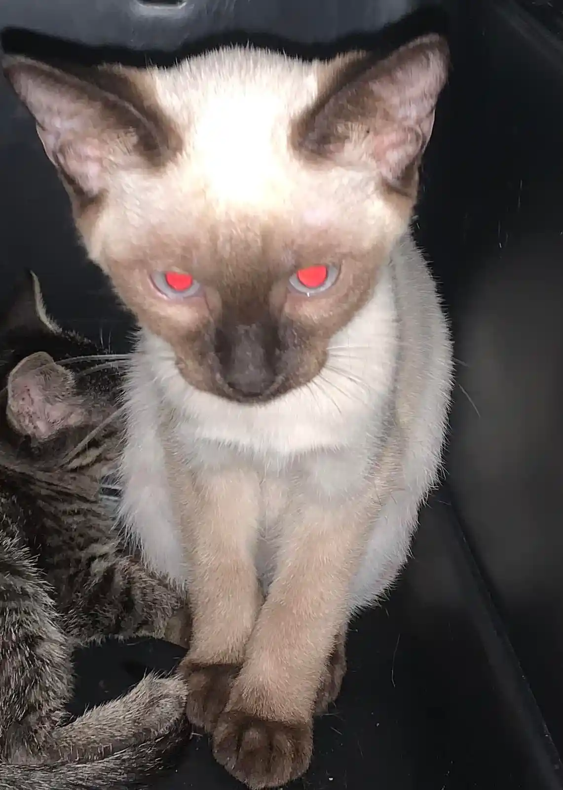 A close-up photo shows a light-colored cat with dark points and glowing red eyes, sitting upright in a dark container. A…