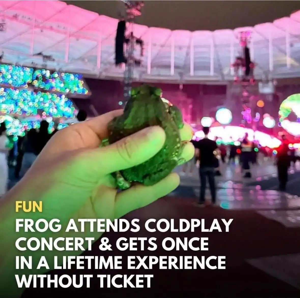 A hand holds a green frog in front of a brightly lit, colorful concert venue at night. The overlaid text reads 'FUN FROG…