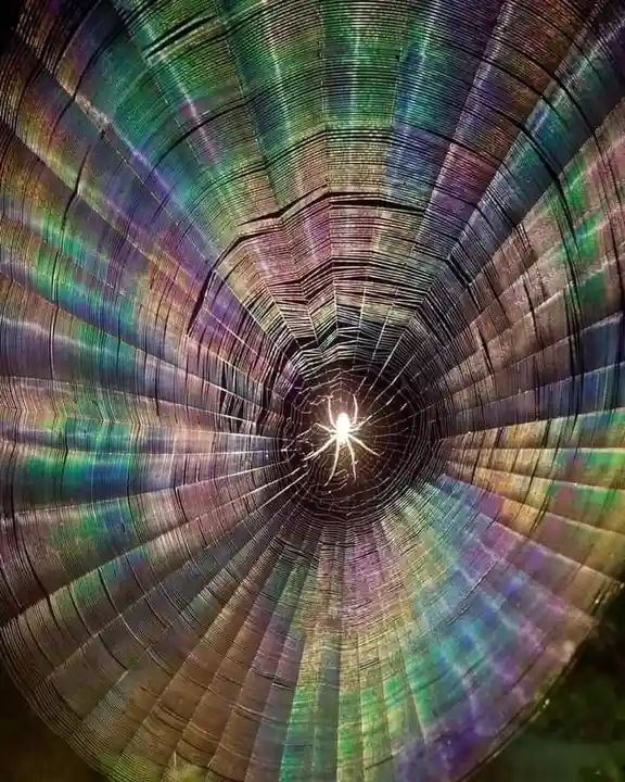 A close-up photo shows a spider resting at the center of a large, intricate web, viewed from below. The web's radial and…