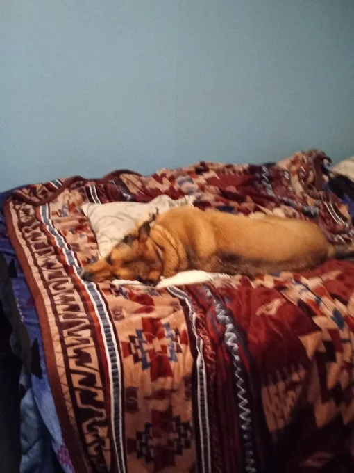 a tan dog is lying on its side on a patterned bedspread with geometric designs in red, brown, and blue, appearing to be…