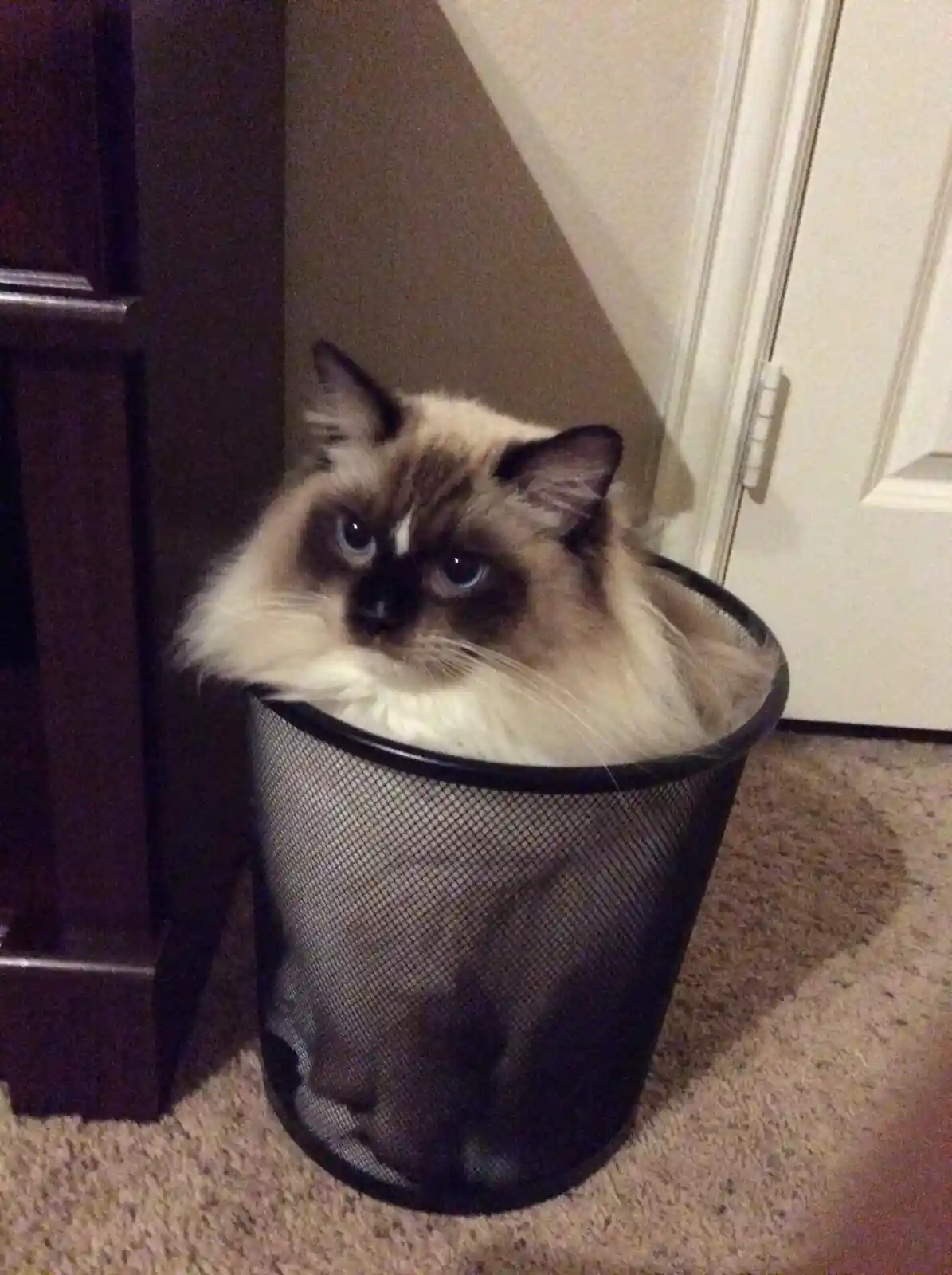 A fluffy, long-haired cat with blue eyes and dark facial markings is sitting inside a black mesh wastebasket on a carpeted…