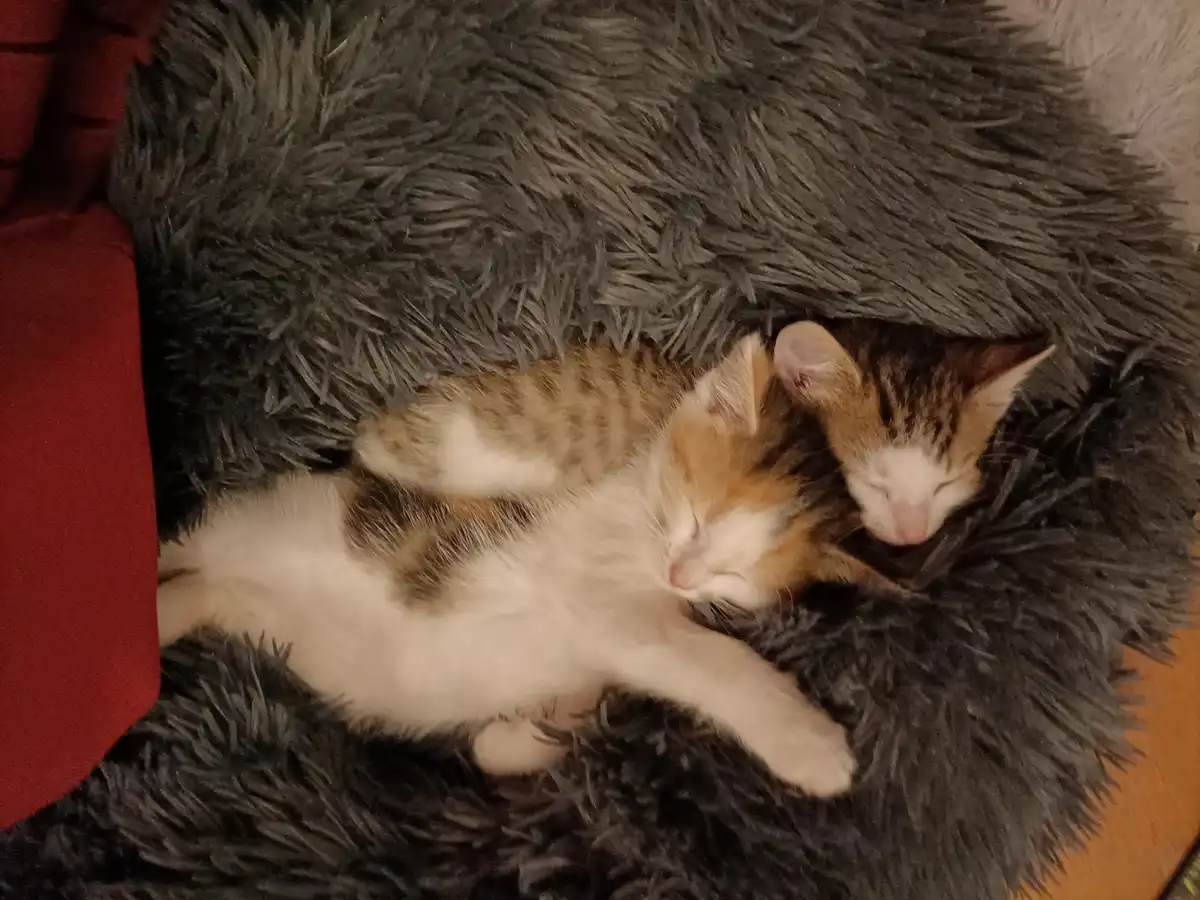 Two small calico kittens are curled up and sleeping soundly on a plush, shaggy gray blanket. One kitten lies on its back…