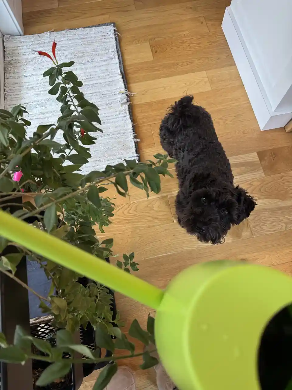 A small black dog with curly fur sits on a light wood floor, looking up expectantly at a lime-green watering can held by a…