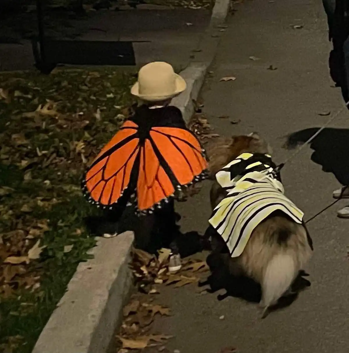 A child wearing a monarch butterfly costume with orange wings and a beige hat walks on a sidewalk at night, followed by a…