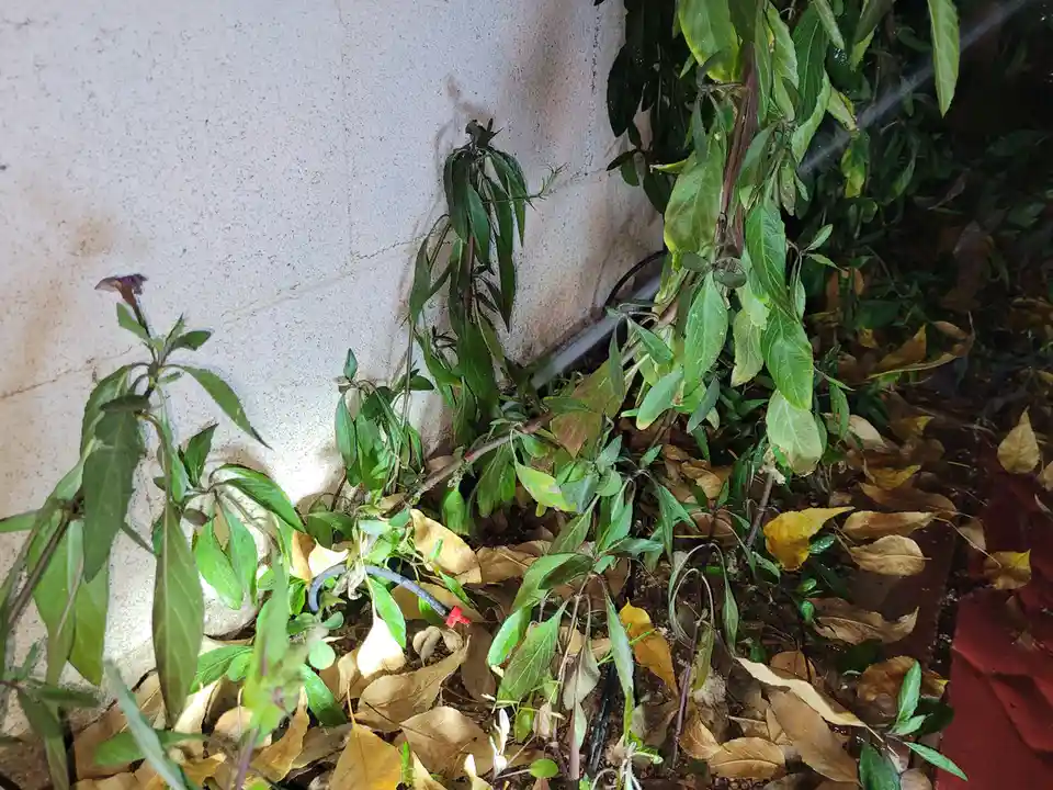 A close-up photo shows green leafy plants growing near a white concrete wall, surrounded by fallen brown leaves and a black…