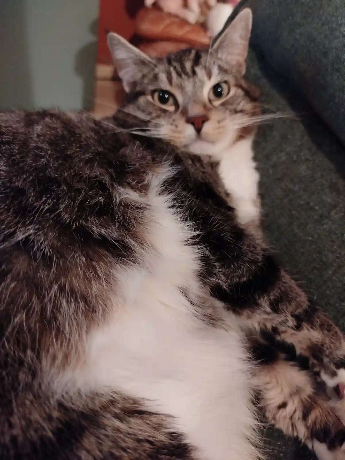 A fluffy tabby cat with white chest fur is lying on a dark gray couch, looking directly at the camera with wide, alert eyes…