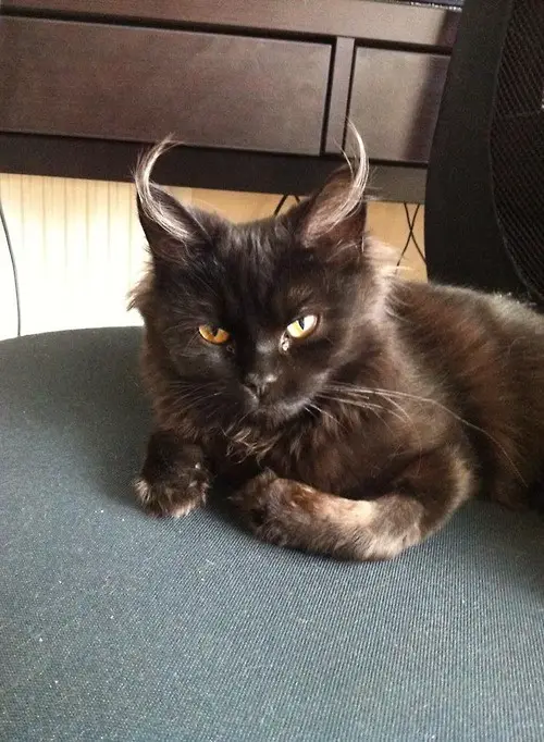A black cat with fluffy fur and bright yellow eyes sits on a blue chair, looking intensely at the camera with its ears…