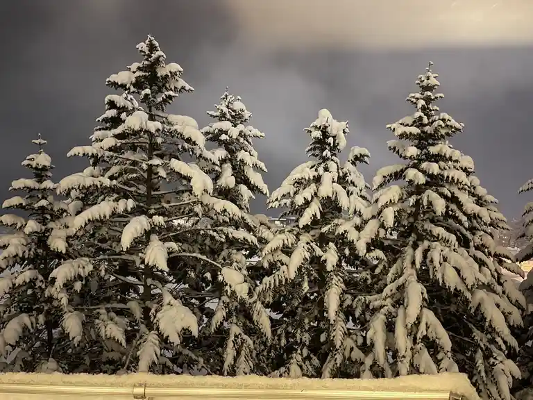 A photograph shows several evergreen trees heavily laden with fresh snow against a dark, cloudy sky, with a snow-covered…