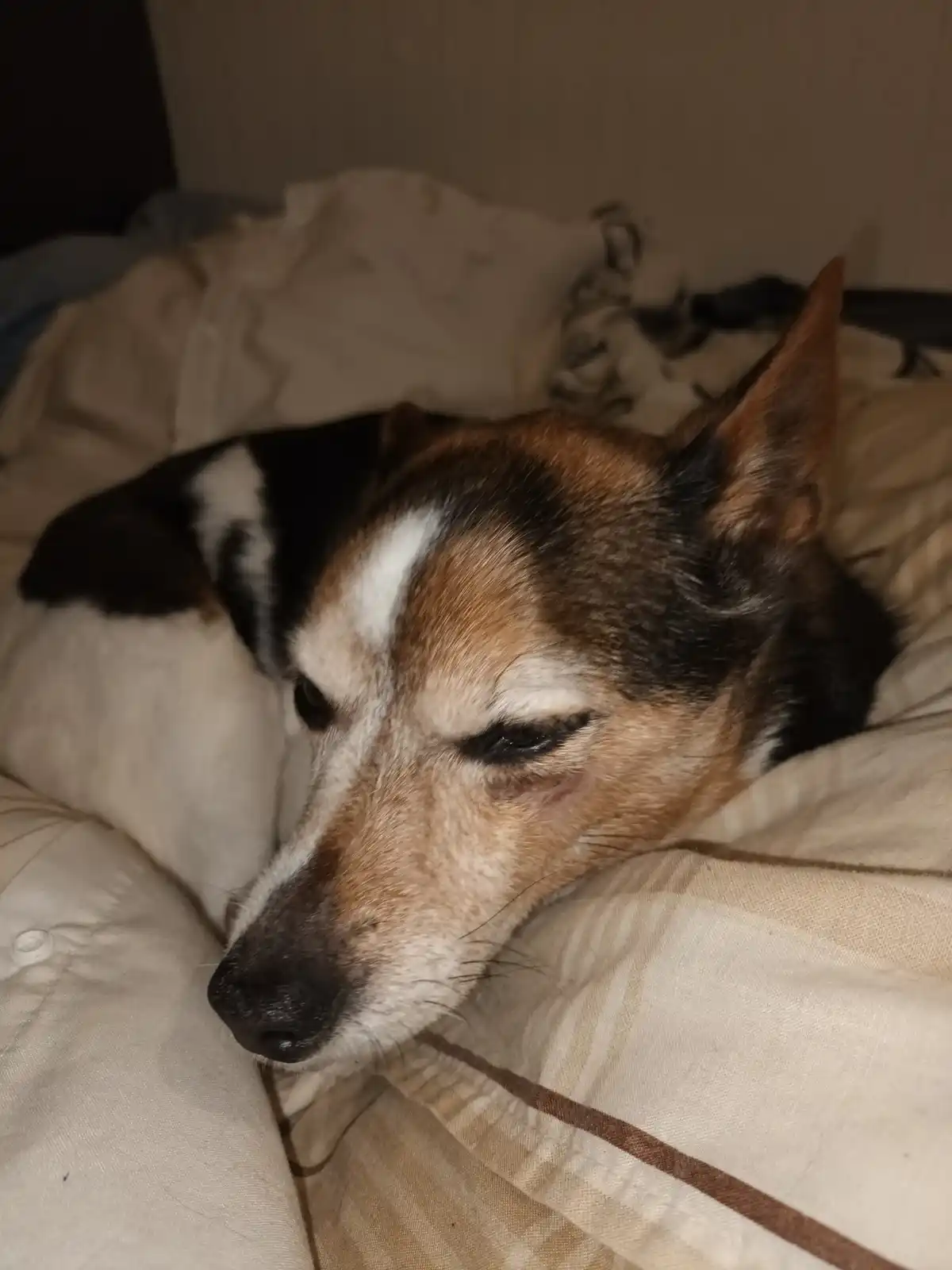 A close-up photo of a tricolor dog (brown, black, and white) resting its head on a beige and brown striped blanket…