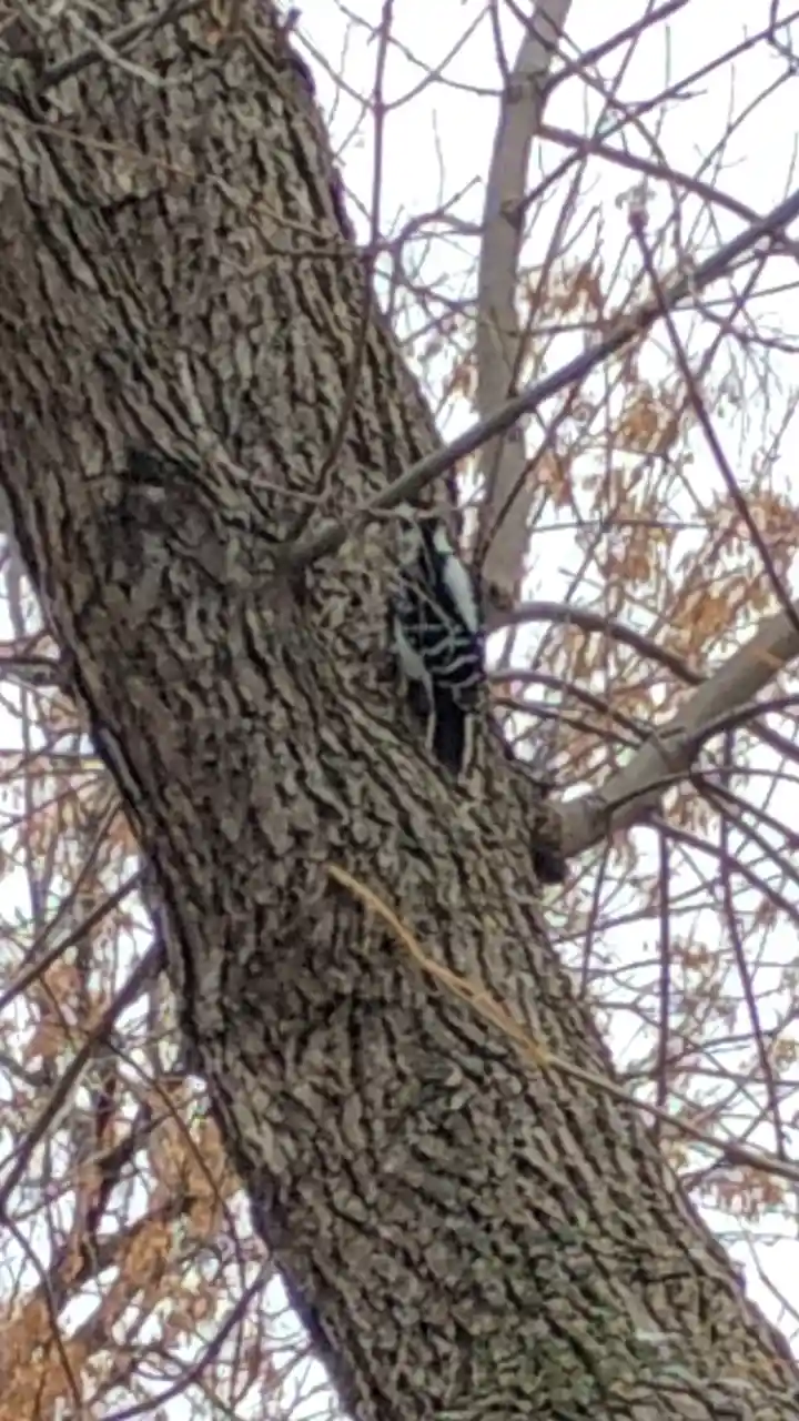 A black-and-white woodpecker is perched vertically on the rough bark of a large tree trunk, surrounded by bare branches and…