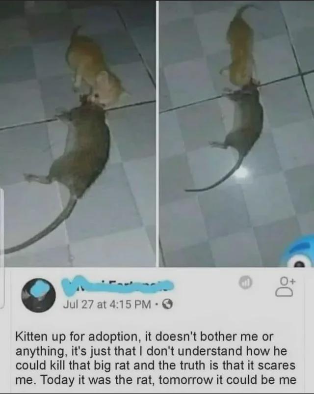 A split-screen image shows a small orange kitten attacking a large rat on a tiled floor. The left panel shows the kitten…