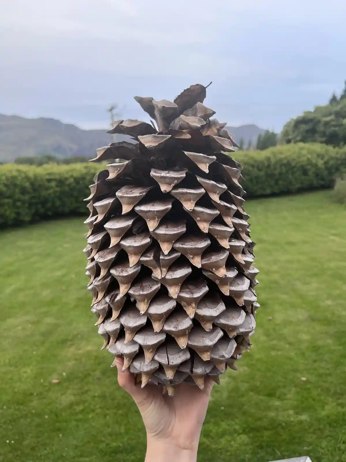 A hand holds up an exceptionally large, brown pinecone against a backdrop of green grass, trimmed hedges, and distant…