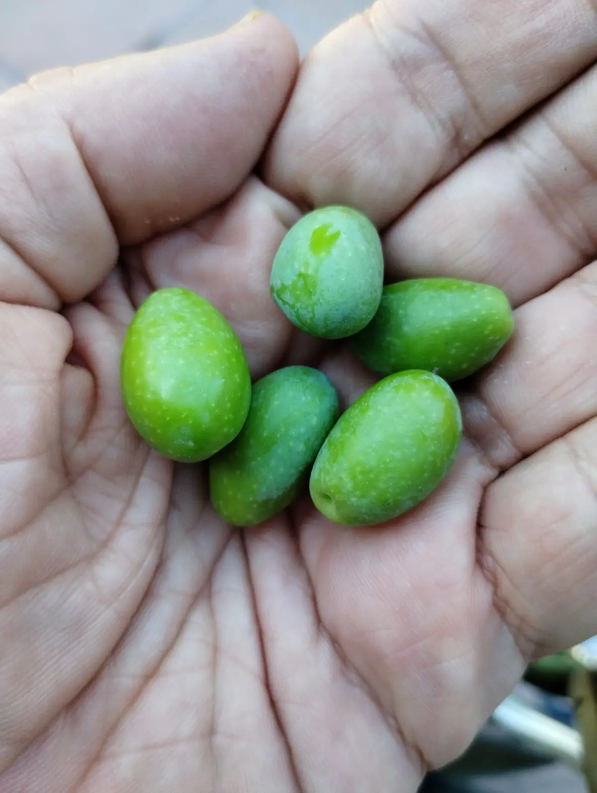 A close-up photo shows a person's open palm holding five small, green, unripe olives. The olives are oval-shaped with a…