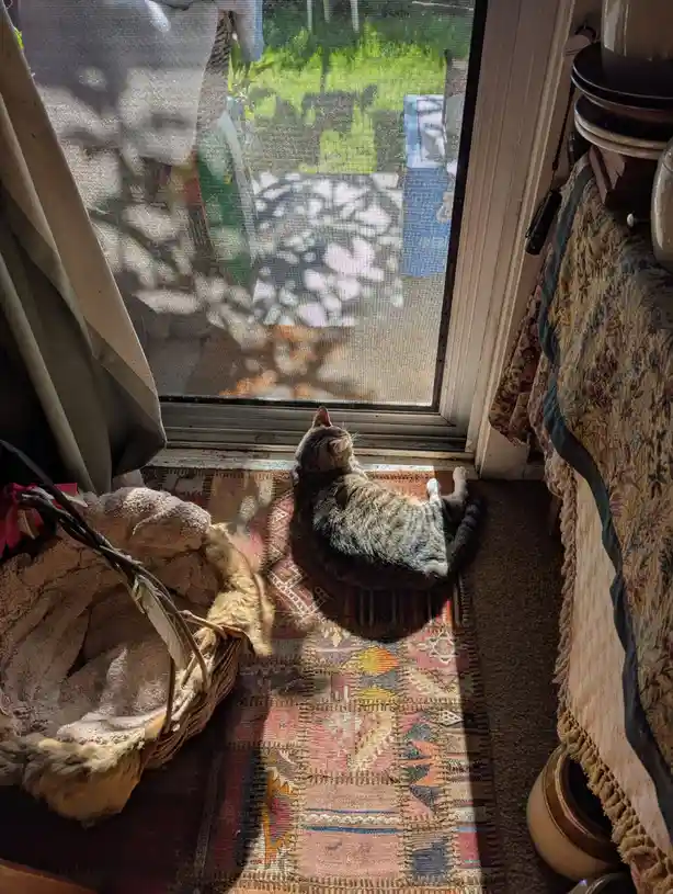 Chilling Out by the Back Door