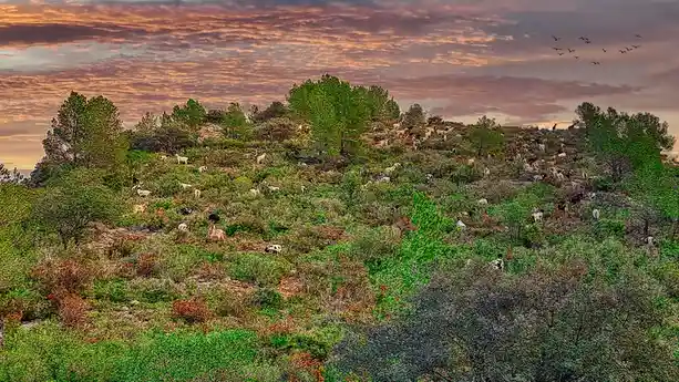 A scenic, stylized photograph shows a steep, green hillside covered in shrubs and scattered pine trees under a dramatic…
