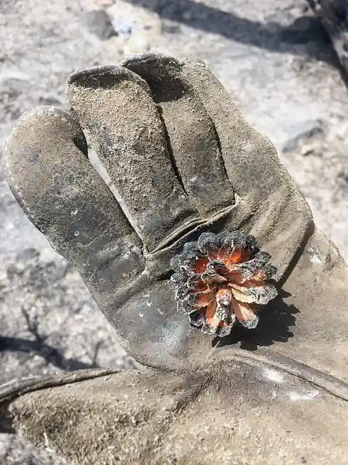 A close-up photo shows a dirty, worn work glove holding a pinecone that has been charred and partially melted, with…