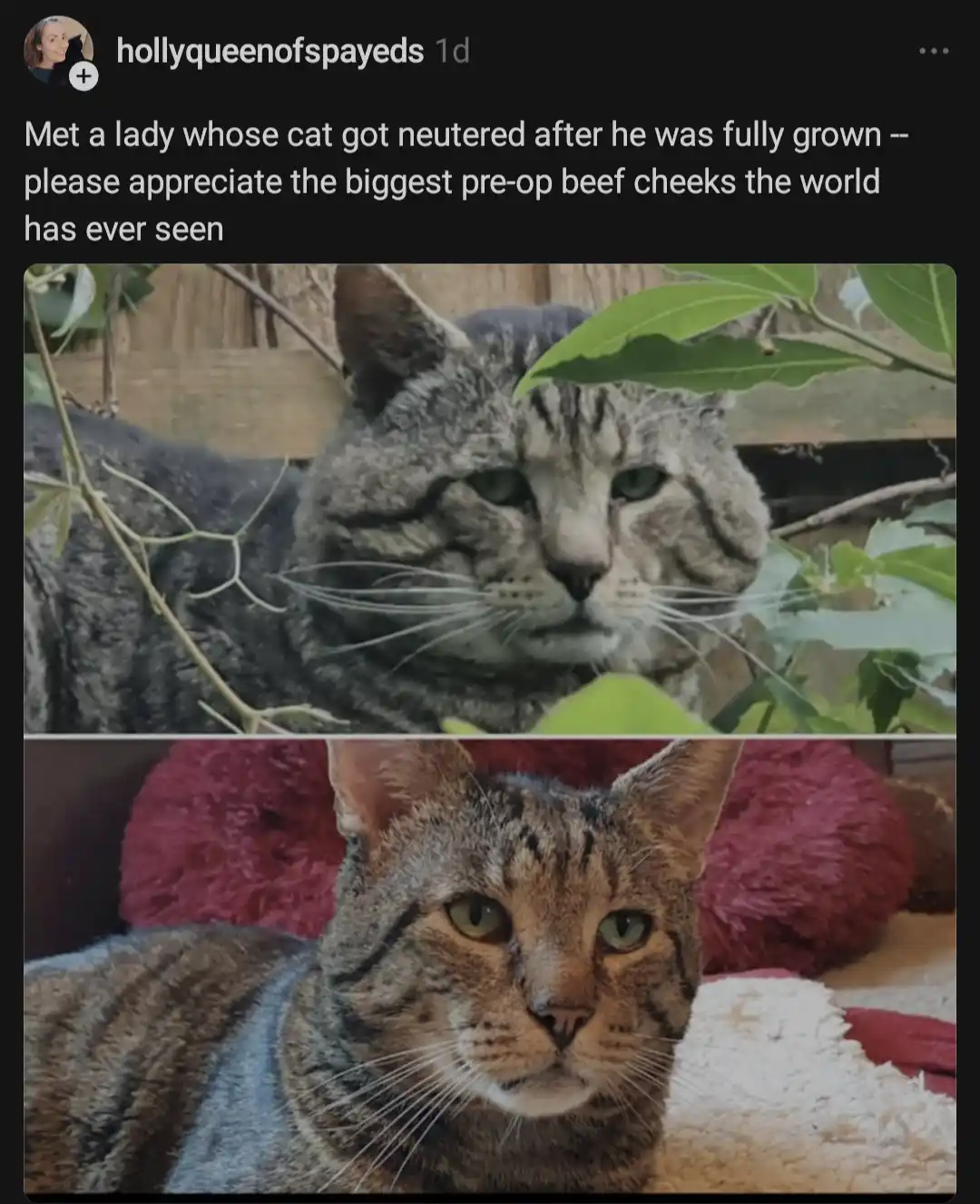 The image displays two separate photos of tabby cats, one above the other. The top photo shows a grey tabby cat with very…