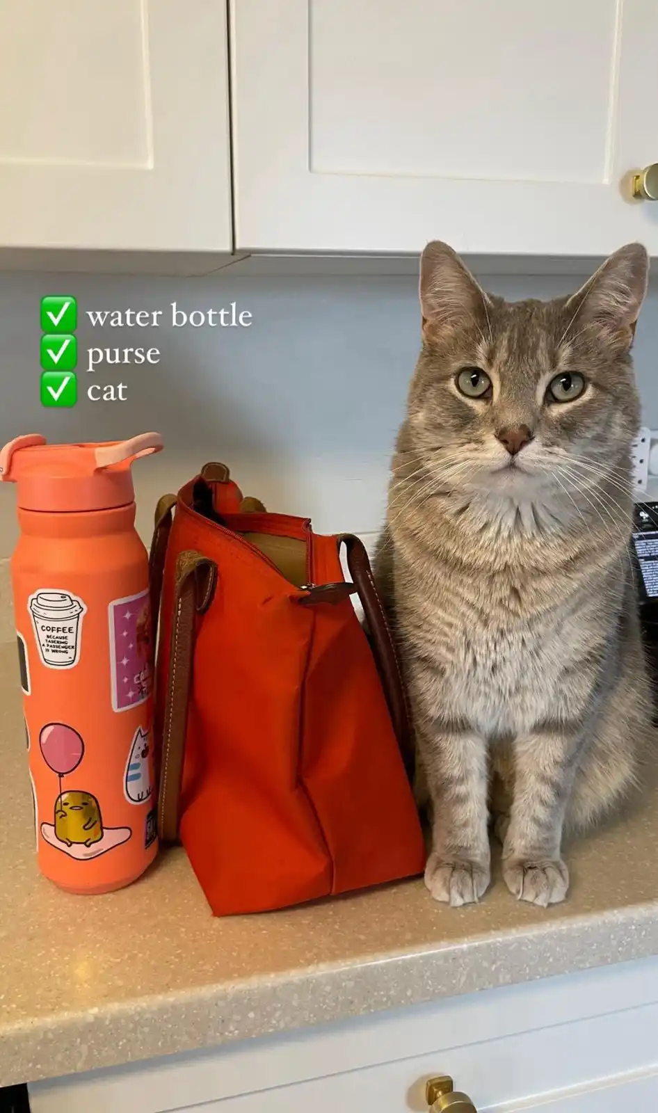 A gray tabby cat sits upright on a kitchen counter next to an orange water bottle and an orange purse. Overlaid text lists…