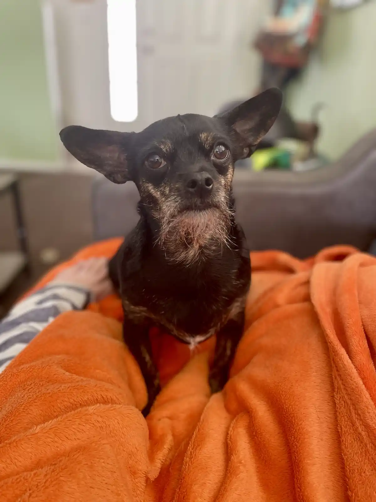 A small black dog with prominent white whiskers and a grizzled muzzle sits upright on a bright orange blanket, looking…