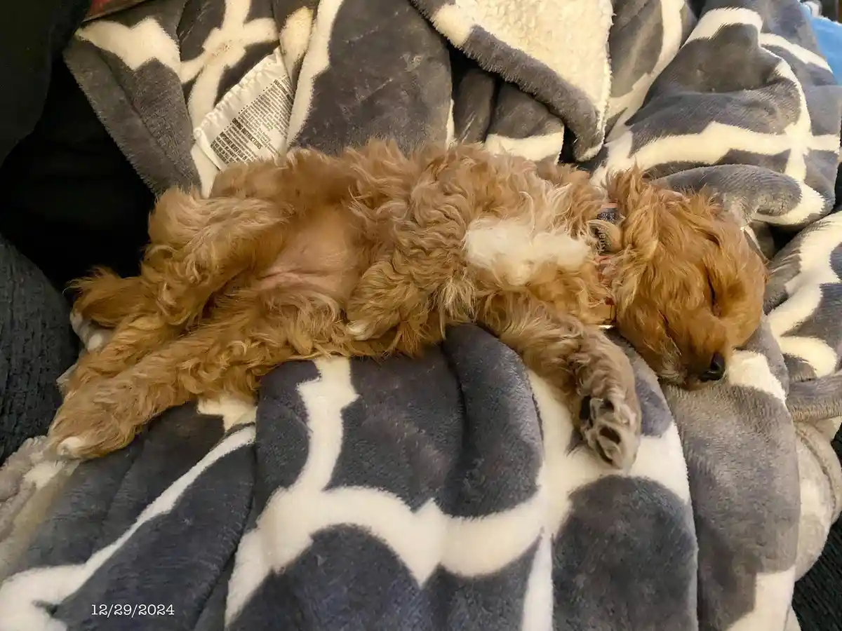 A small, fluffy, light brown dog with a white patch on its chest is sleeping soundly on its back on a gray and white…