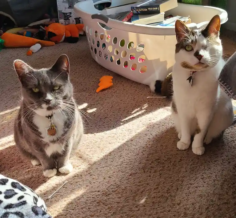 Veronica's Height Sparks Curiosity: Do Two Vets Think She's Part Munchkin Cat? Check Out the Normal-Sized Cat for Comparison!